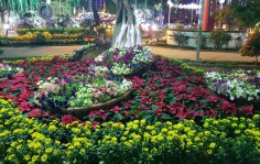 Du lịch Khánh Hòa khởi sắc: Nha Trang chuẩn bị tổ chức Hội hoa Xuân năm 2022